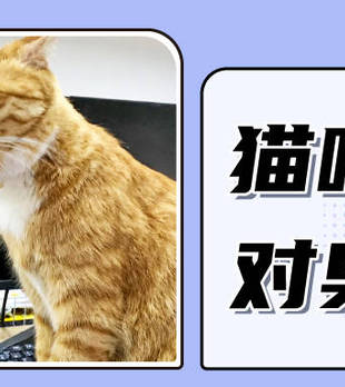 为什么猫咪对臭鞋袜情有独钟？