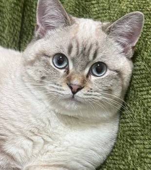 千万别手痒给猫做蛋糕！端出来那一刻，猫主子给我磕头了