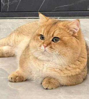 突击回娘家吃闭门羹，老妈派猫咪送钥匙，这“跑腿”怨气有点大！