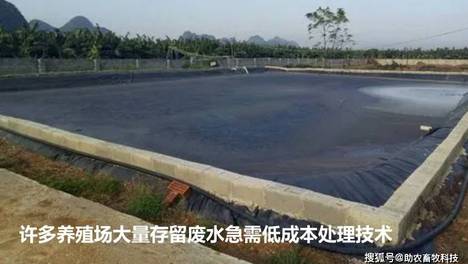 养殖污水臭气该怎么处理？一个高效率污水生物处理活菌剂，轻松低成本解决养殖污水处理大问题