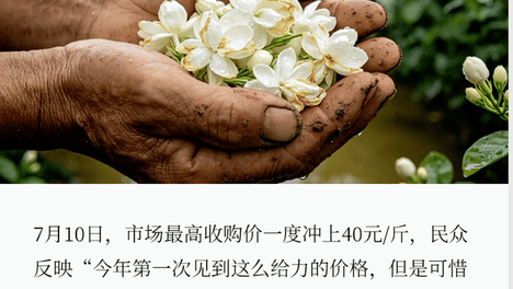 百亿茉莉花产业“泡在洪水里”，茶饮会集体涨价吗？