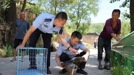 珍稀黑鹳伤愈归巢！绥德公安携手护林让“鸟中大熊猫”阖家团圆