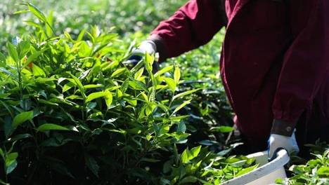 理想华莱以全链条质量管控护航2026年秋茶生产
