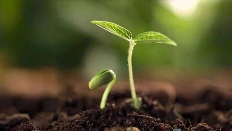 向下扎根、向上追光——植物感知世界的隐秘法则