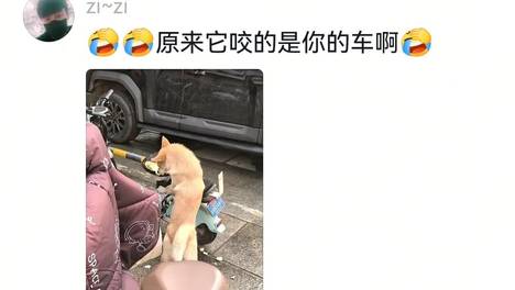 大姐车座子被陌生狗子咬成蛋糕胚后，发视频怒斥狗子，没想到后者居然直接打起双闪…评论区：这狗手段有点高啊，这双闪跟紫薯精一模一样…