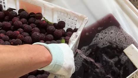 快评丨“泡药杨梅”引发信任危机，果农生路不该靠消费者的同情