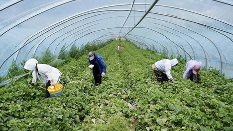 翠花走千村|脆甜出圈！香瓜新鲜开摘