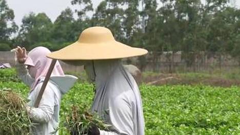 广西横州洪涝灾区茉莉花产业生机重现