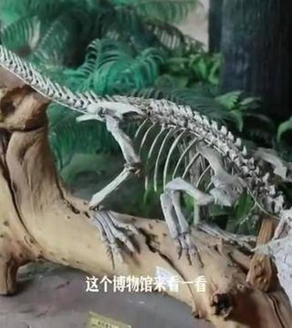 登珠峰、抵南北极！他们把地球密码藏进校园——