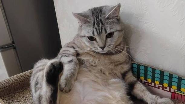 担心被未来岳父撞见，情急之下躲进衣柜，猫咪以为在捉迷藏