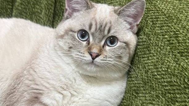 千万别手痒给猫做蛋糕！端出来那一刻，猫主子给我磕头了
