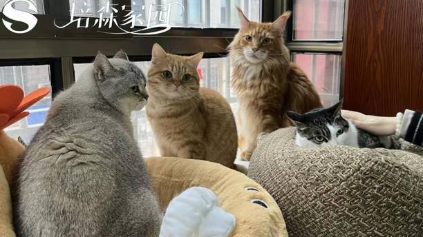 新猫入住完整流程：搞定原住民猫咪，杜绝应激与打架