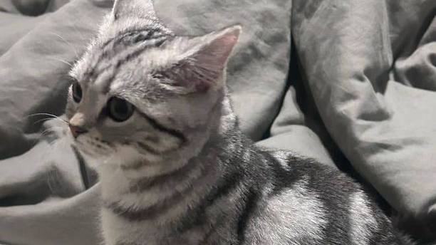 被猫咪“压制”10年，狗子依然不敢造次，连狗窝都让出来了！