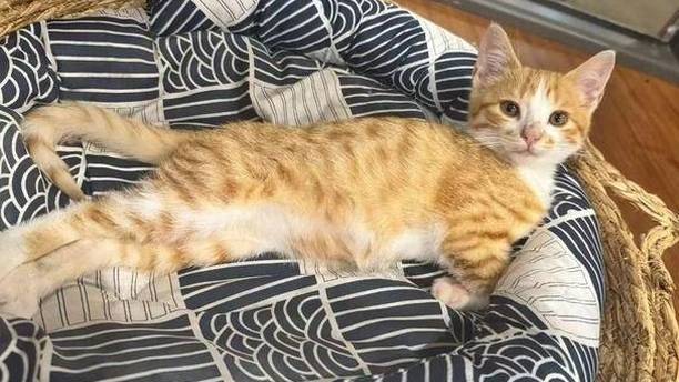 猫咪老板“办理”退房，全程零交流，只换来一个冷漠眼神！
