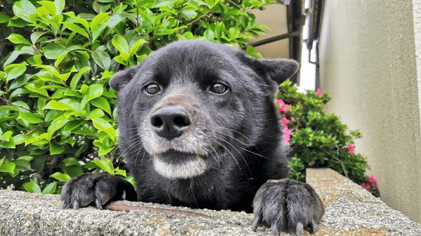 男子养了只黑狗，两个月被邻居举报3次：你家是不是偷偷养熊了？