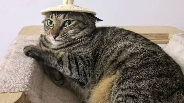 猫咪以为妈妈回来了，结果看见是爸爸，嫌弃的眼神装都不装了