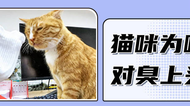 为什么猫咪对臭鞋袜情有独钟？