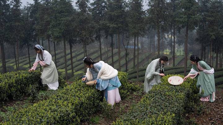 四川纳溪区早茶飘香，你想去采摘吗？