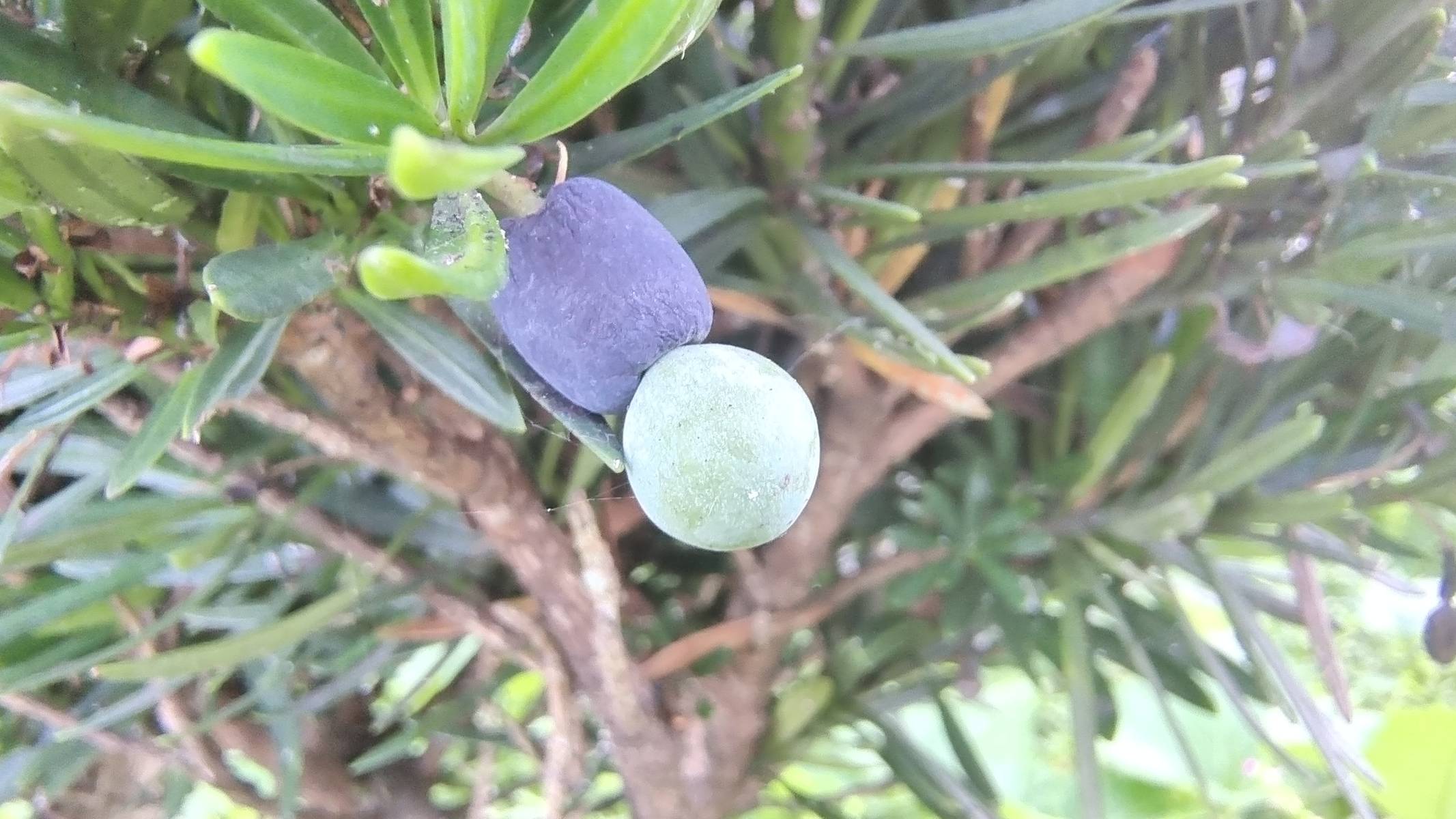 植物果实欣赏:罗汉松果实