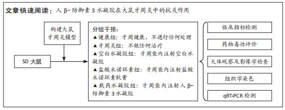 人β-防禦素3水凝膠治療大鼠牙周炎_組織_顯示_米諾