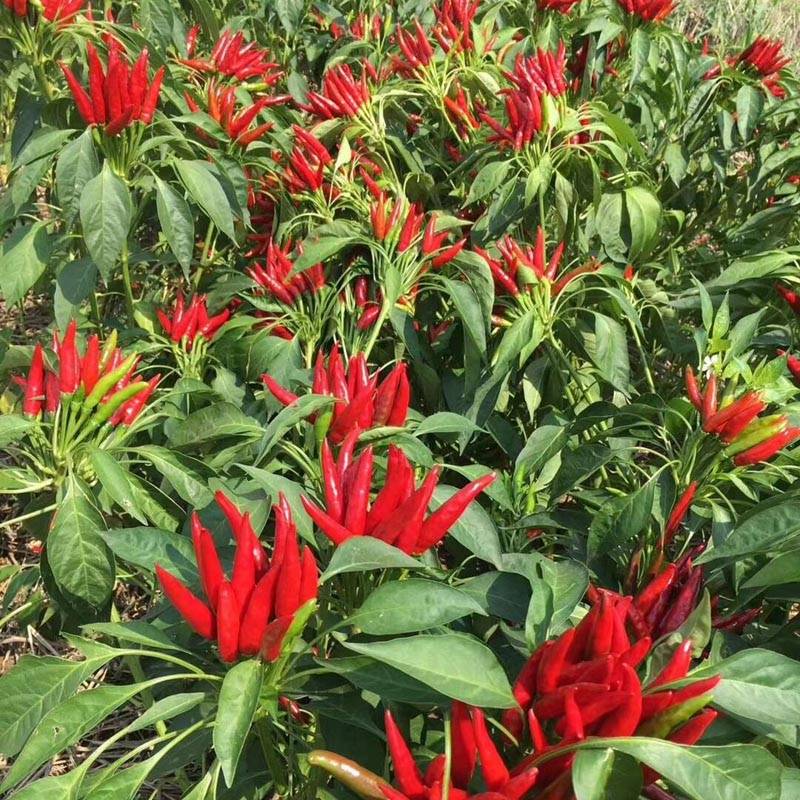 遍地红簇生朝天椒辣椒种子_全国_种植_栽培