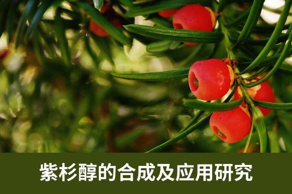 树是一种慢生长的常绿针叶植物,其树皮和针叶枝梢中含有丰富的紫杉醇