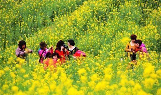 原创            阳春三月婺源行油菜花开醉游人，青山向晚盈轩翠，碧水含春傍槛流