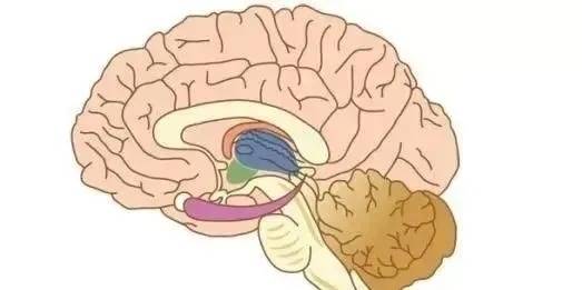 解密小腦萎縮:恢復的真正救星?_治療_患者_效果