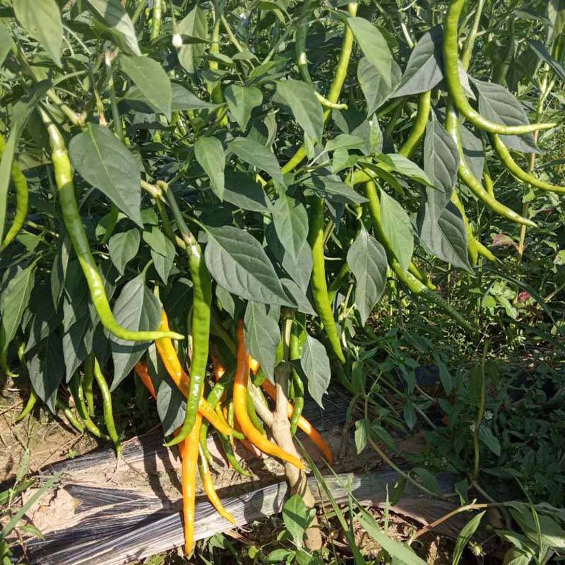 帝线椒适应性强,全国大部分地区均可种植,既可露地