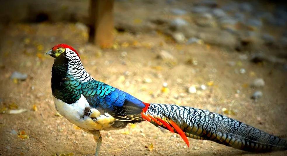 小伙养野鸡引来牢狱之灾!网友不乐意了,为小伙鸣不平,为什么?