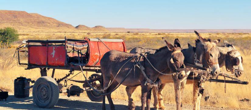 使用大车运输货物对许多城市地区来说是至关重要的,因为由动物或人拉