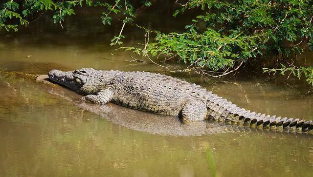 神出鬼没的食人巨兽之一:古斯塔夫,狂杀300人,至今还没逮到_鳄鱼