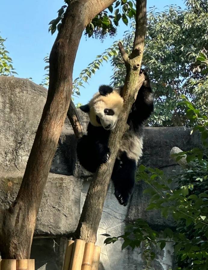 九寨沟_熊猫基地_黄龙