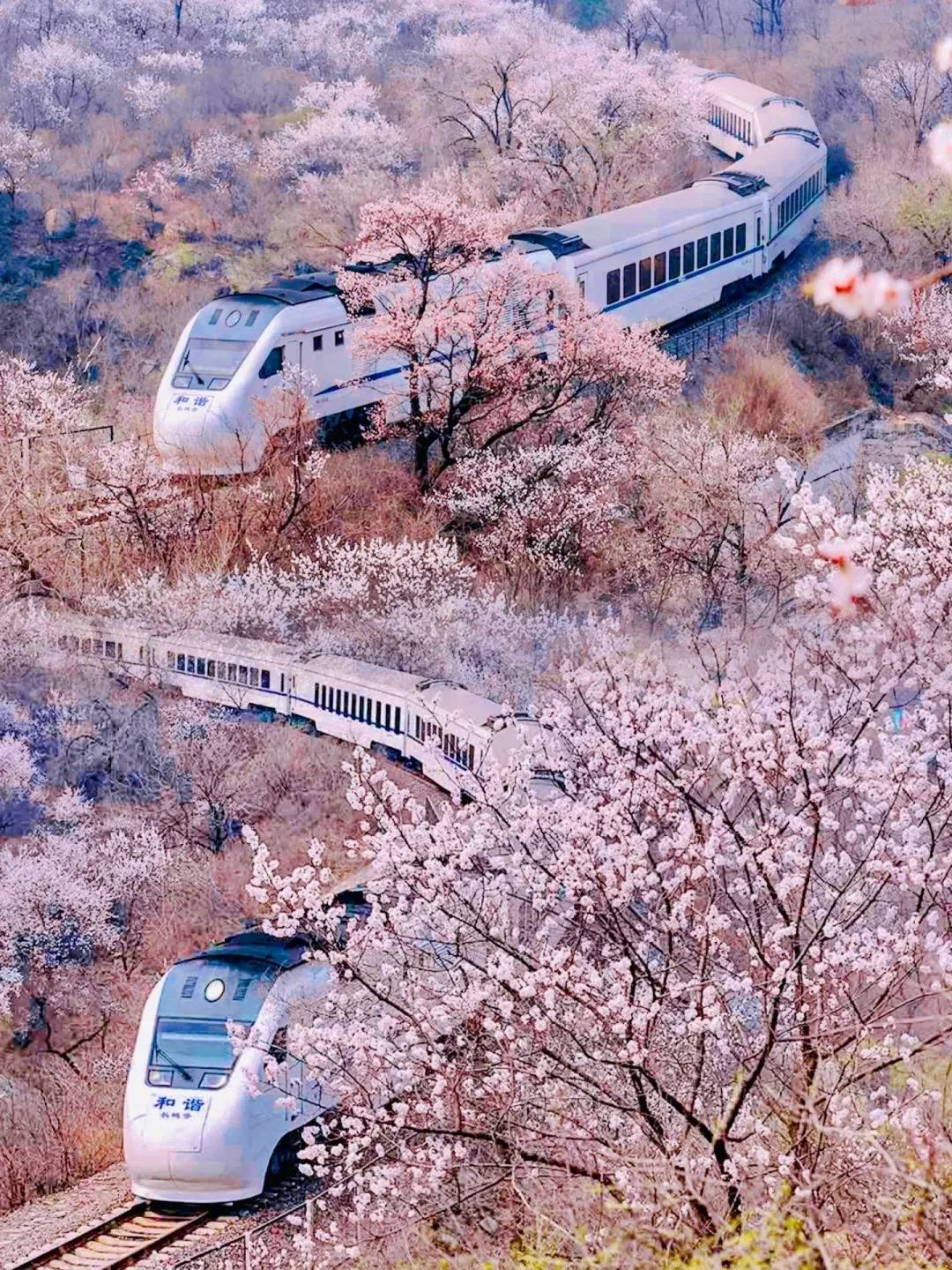 北京开往春天的列车:s2线赏花攻略,美景不容错过!不要错过!