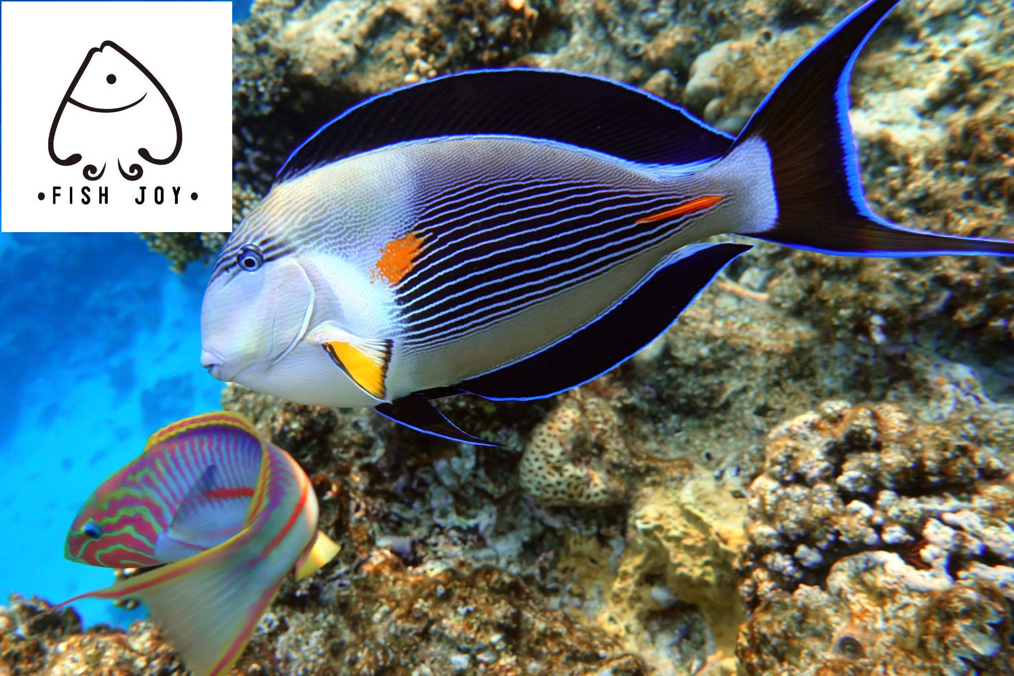 红海"绝代双吊"-红海骑士吊