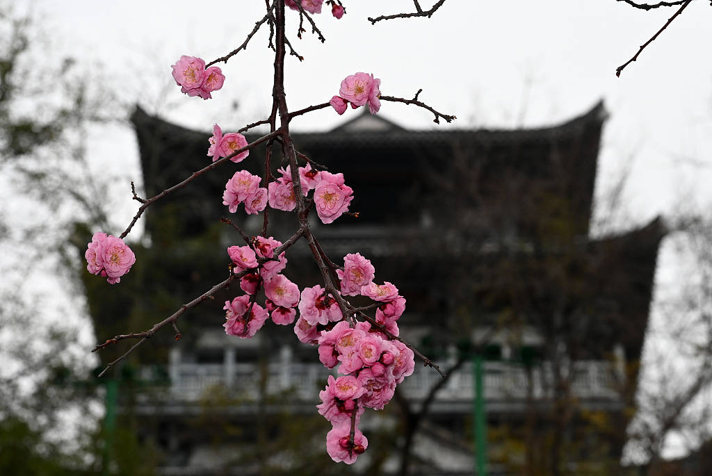 今日立春：东风吹散梅梢雪 一夜挽回天下春-搜狐大视野-搜狐新闻