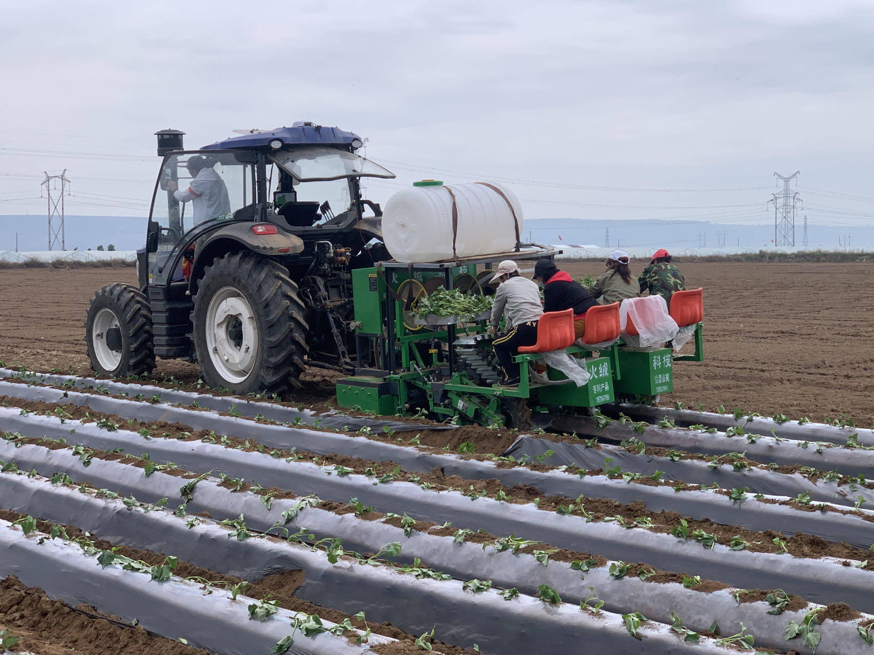 种植,45度斜插栽种,品字形栽种更高的提高红薯产量红薯苗移栽机功能有