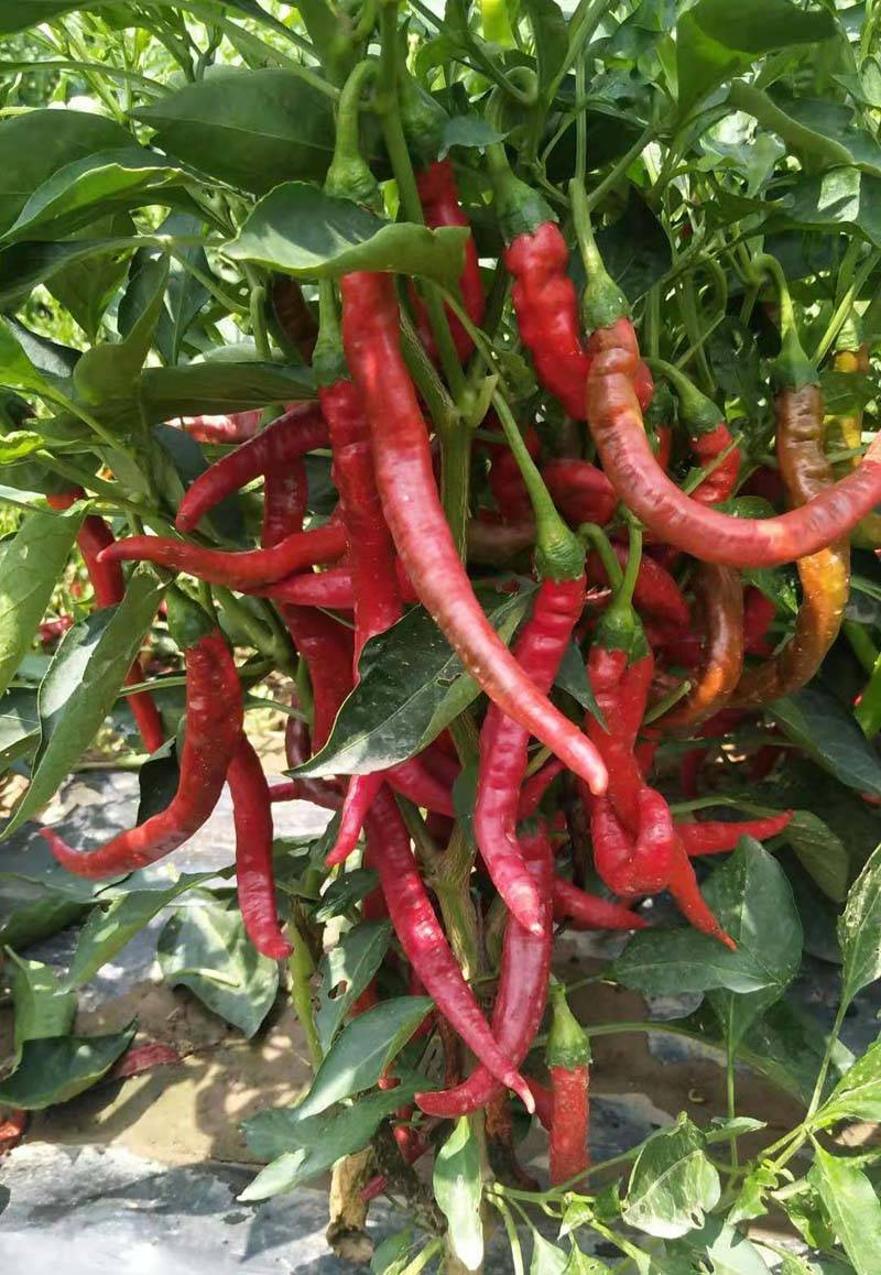 羊角红一号鸡泽羊角椒辣椒种子_全国_种植_产业