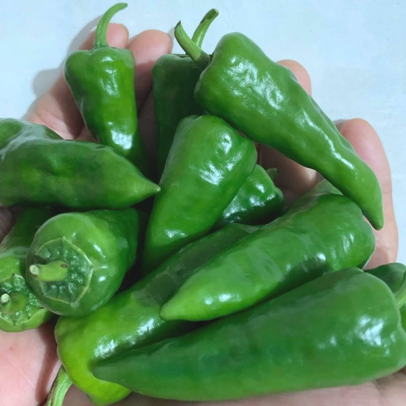 同乐余干椒薄皮香椒辣椒种子_品种_种植_上市