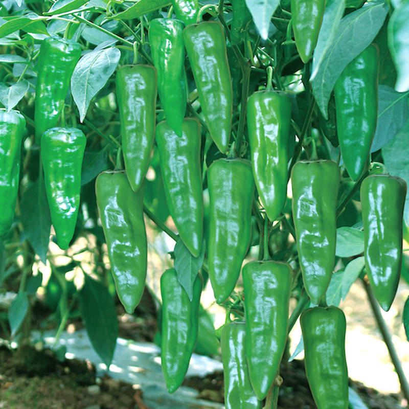 同乐余干椒薄皮香椒辣椒种子_品种_种植_上市