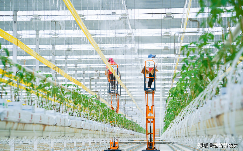 什么是智能温室工厂化种植?_农业_生产方式_技术