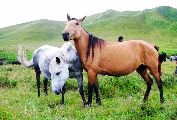 壁纸 草原 动物 马 骑马 桌面 690_469