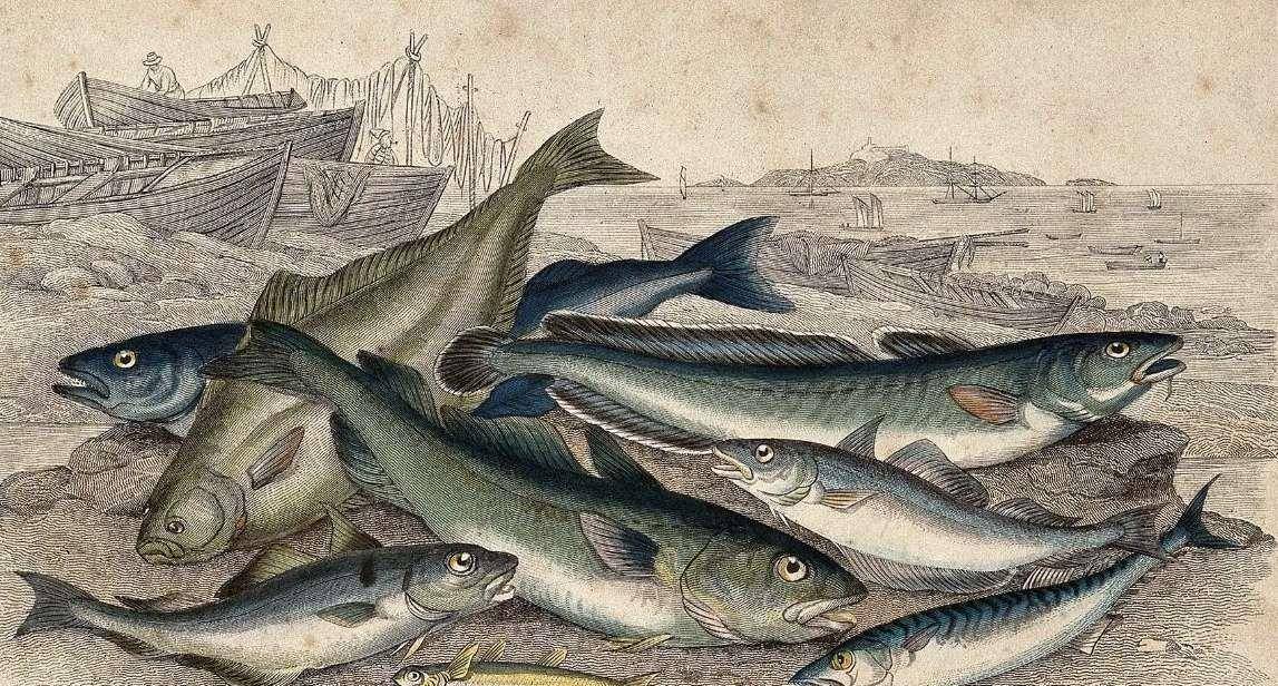 搞笑的鳕鱼之战:30万人口小国三打英国,英国海军对束