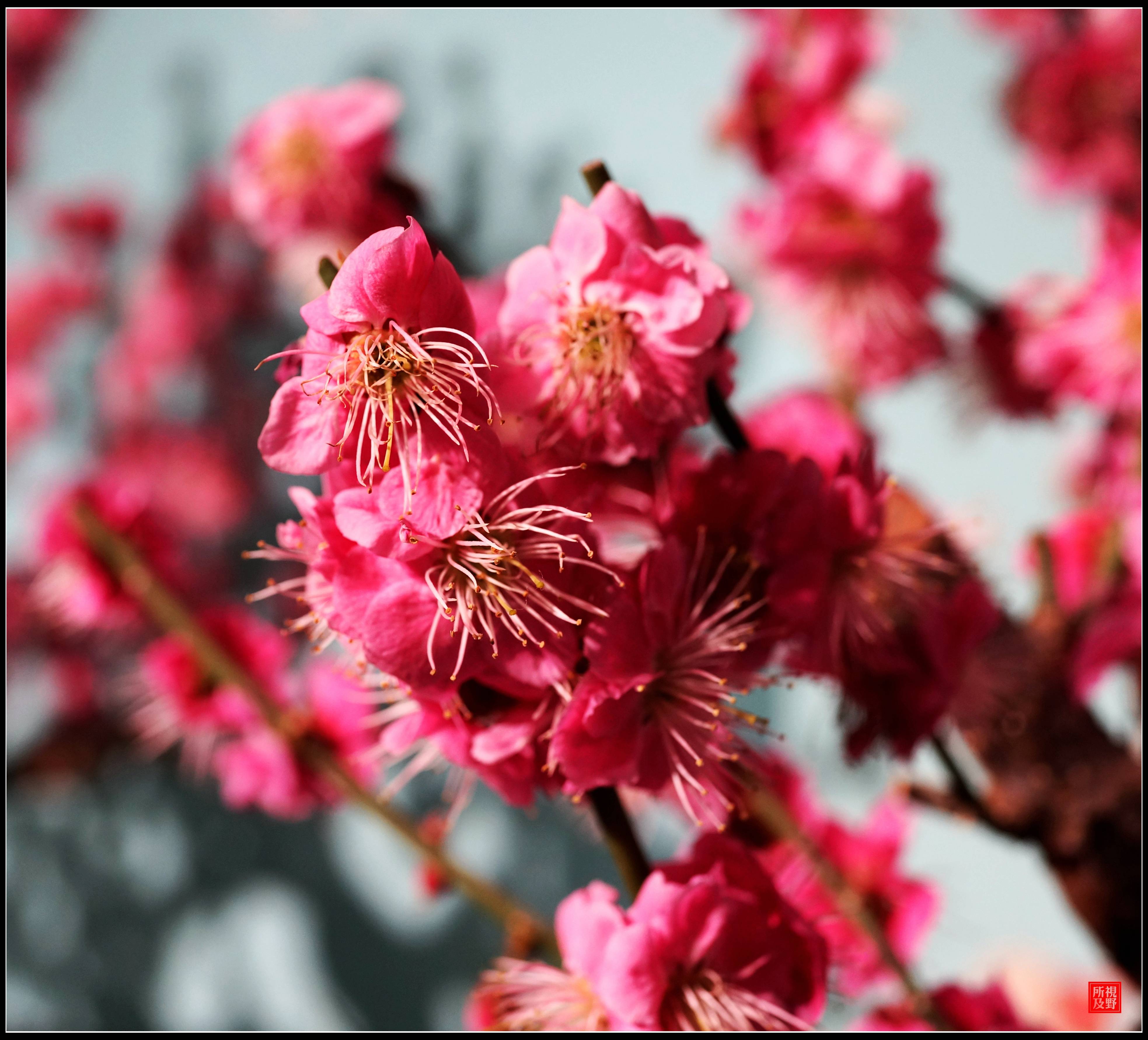 梅开百花之先