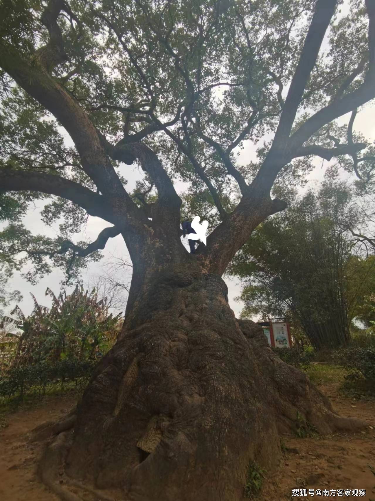 探访乐昌市1300年古樟树_生命_后龙山_岁月
