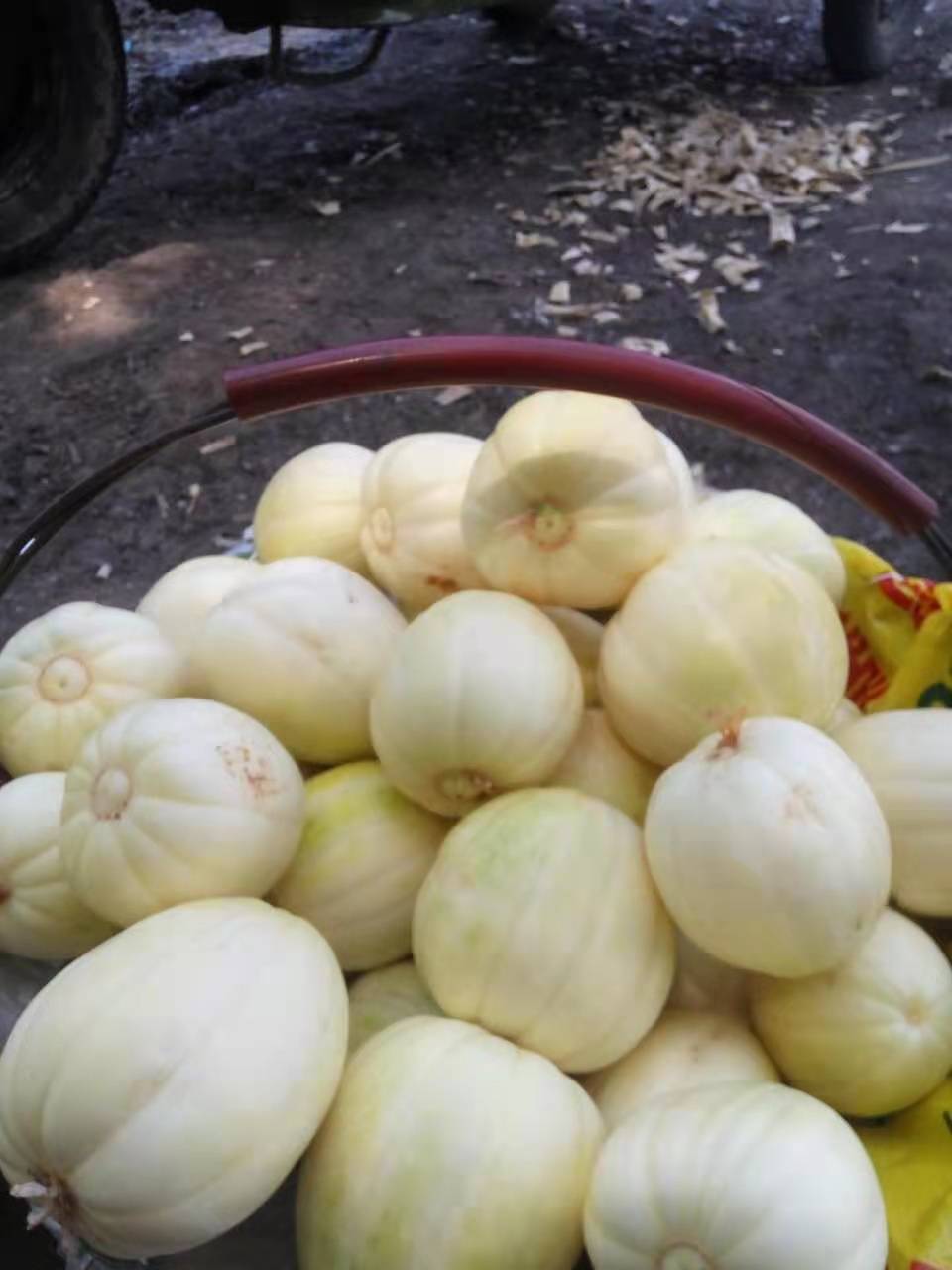 香吉娜甜瓜特点_品种_香瓜_种植