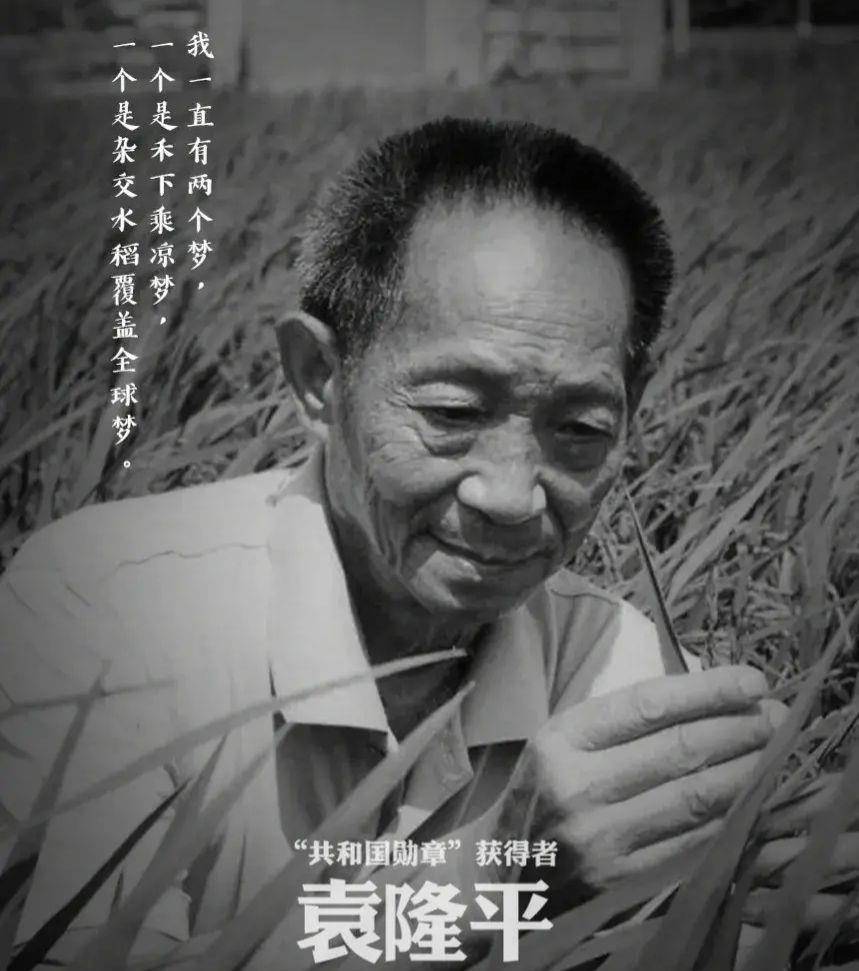 许传祯_水稻_工作