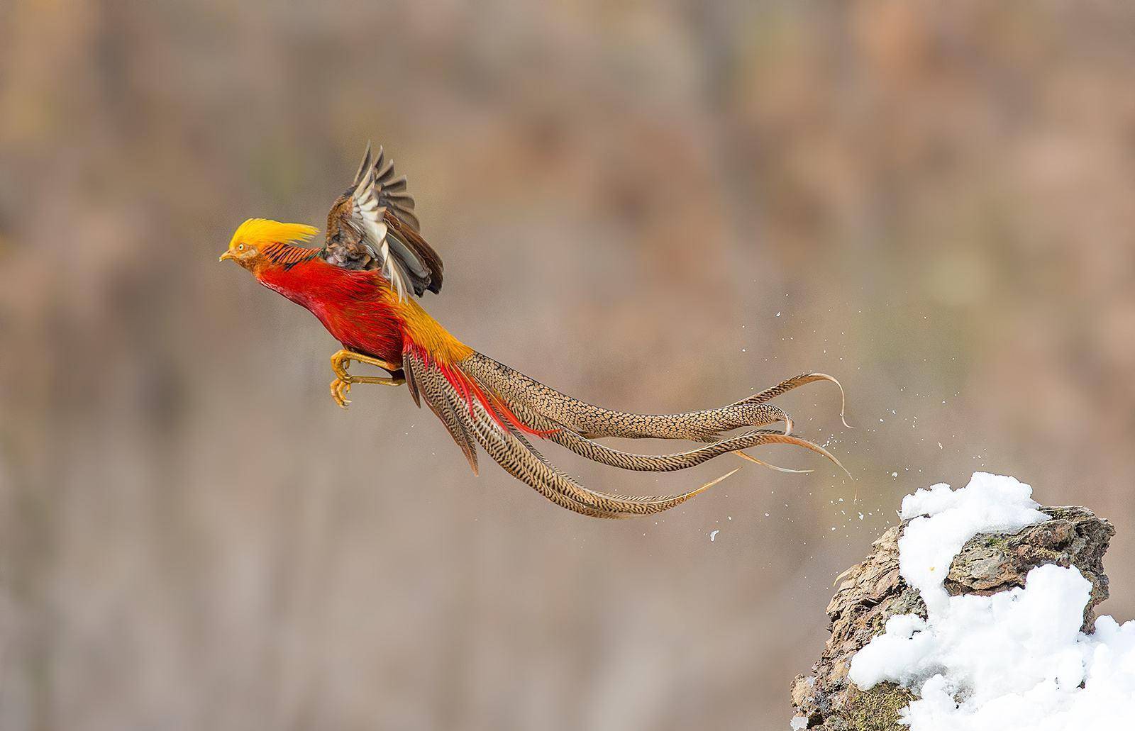 "japanese crane",以及拉丁文学名"grus japonensis"的直译为"日本鹤"