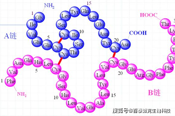 蛋白质一级结构分析:深入了解氨基酸序列的重要性