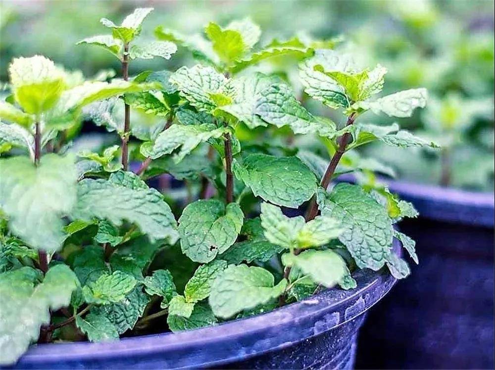 薄荷种家里疯长怎么办?一文教你如何巧妙遏制并合理分株
